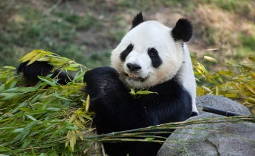 Smithsonian's National Zoo - Giant panda eating bamboo.